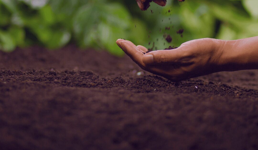 Organic matter being added to a garden.