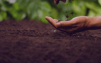 What Adding Organic Material to Soil can do for Your Garden