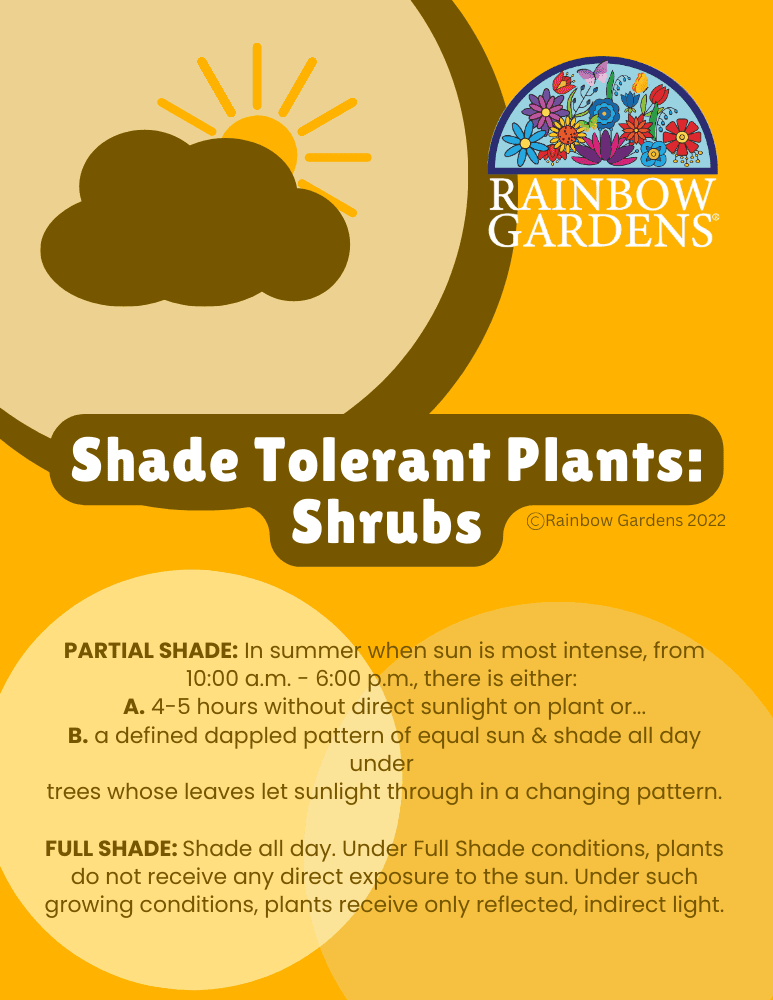 Shade-Tolerant-Plants-Shrubs-image