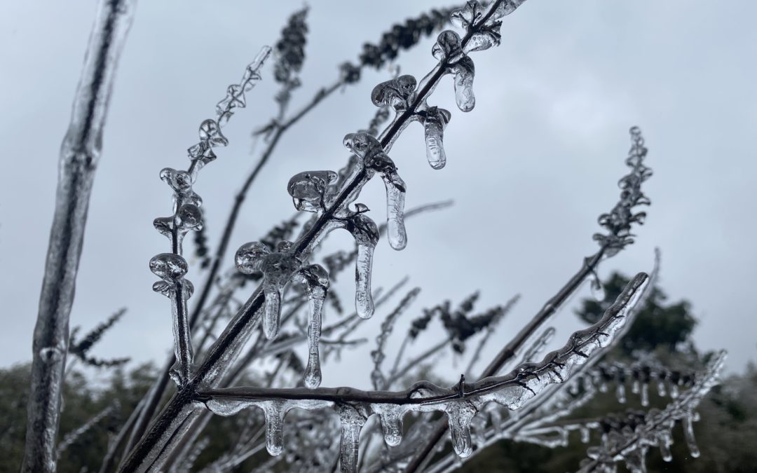 Ice on plants.