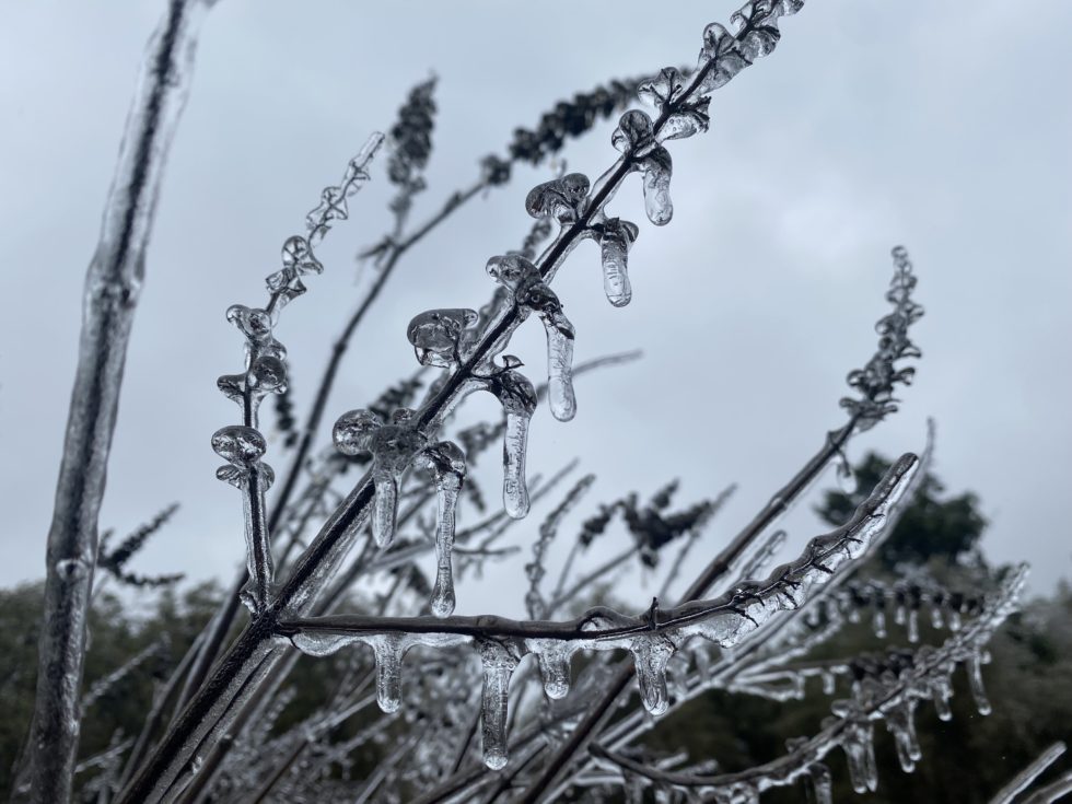 Tips for plants after freeze damage in San Antonio.