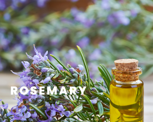 Rosemary sprig and bottle of rosemary oil.