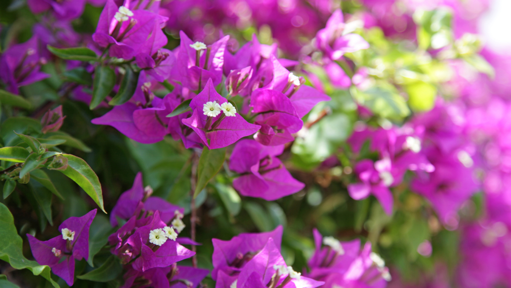 Bougainvillea-hot-pink Hot Pink Bougainvillea