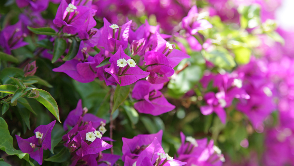 Hot Pink Bougainvillea