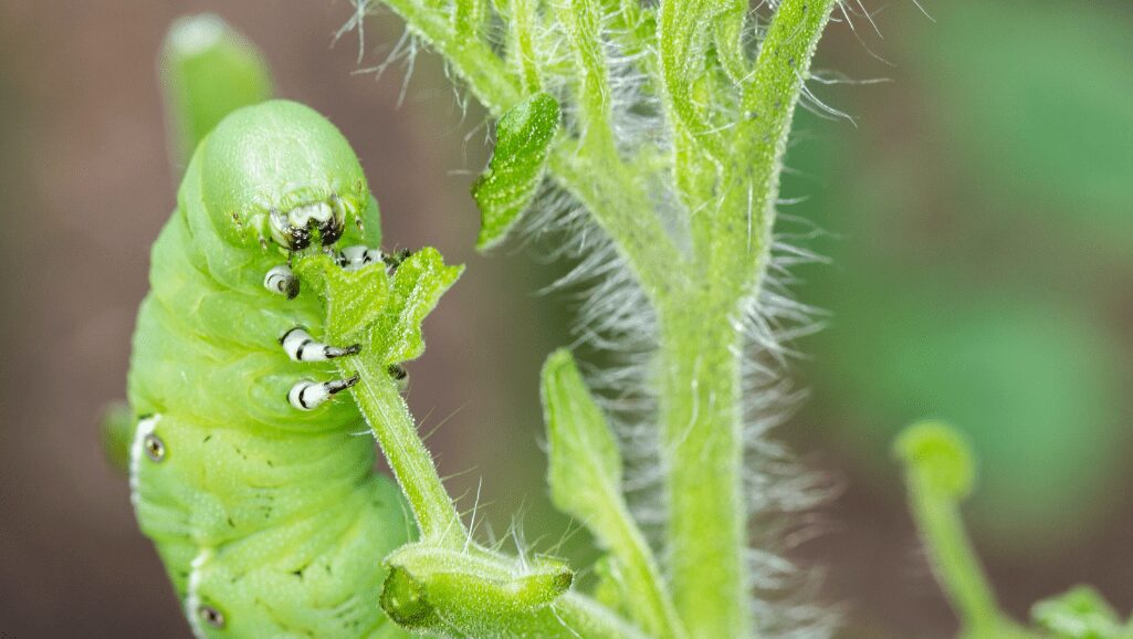 Top 5 Pests for Tomatoes & What To Do About Them