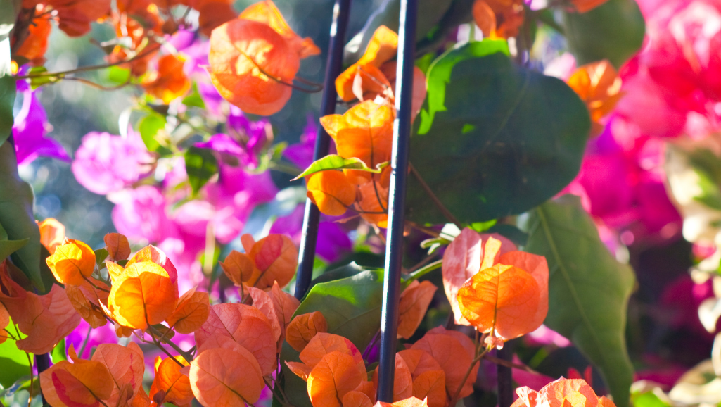 Bougainvillea-mixed-colors Mixed colors of bougainvillea.