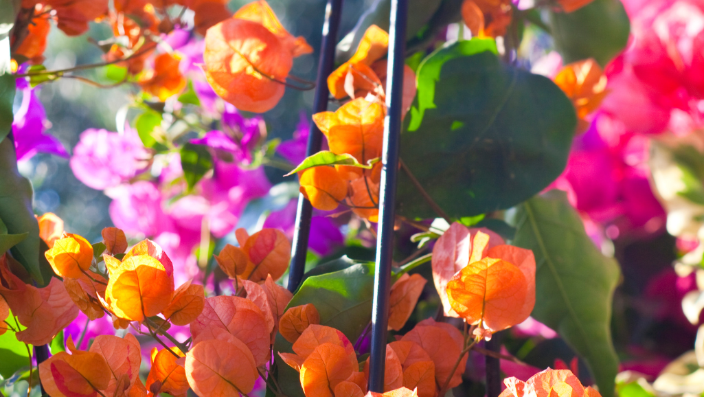 bougainvillea colors purple