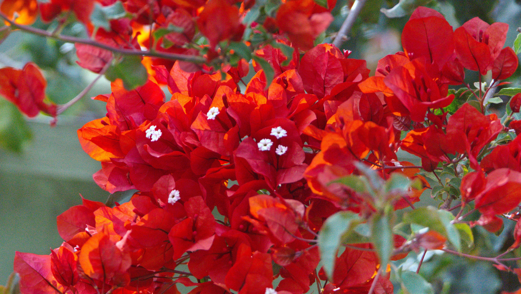Red-flower-bracts Close up flower bracts
