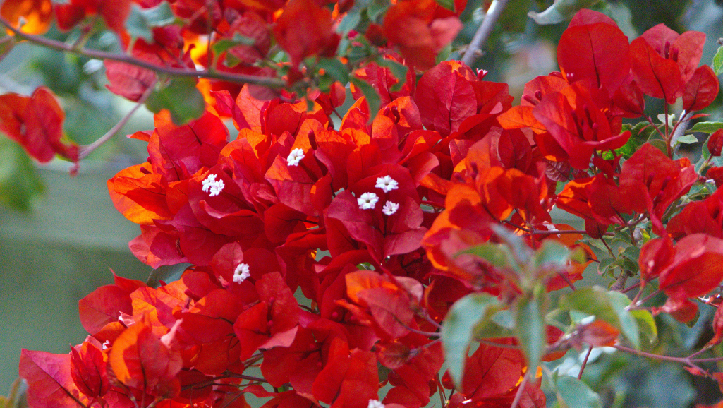 Close up flower bracts