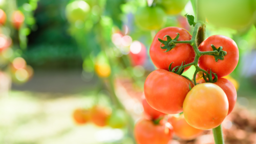tomatoes-tomato-red-yellow Tomato on the vine.
