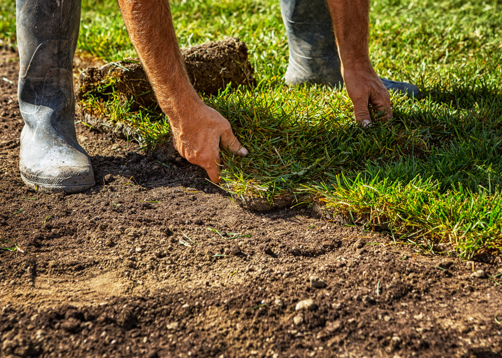 sod-lawn-turf Re-sodding lawn and turf,