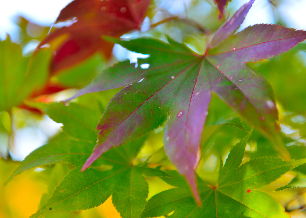 leaves-foliage-color leaves changing colors.