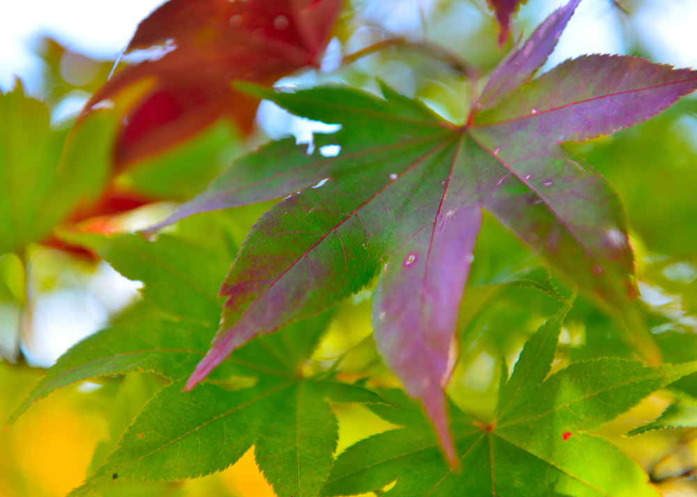 leaves changing colors.