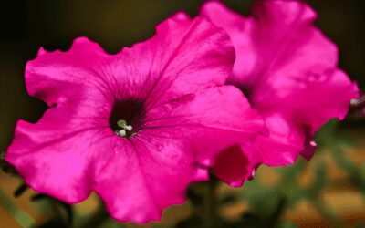 Laura Bush Petunias: Hardy, Heat Tolerant, Reseeding!
