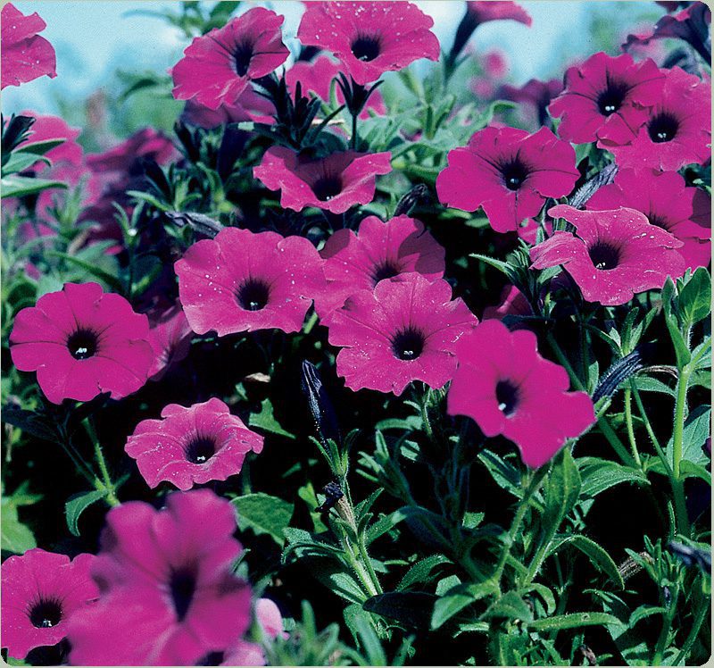 LauraBushPetunia