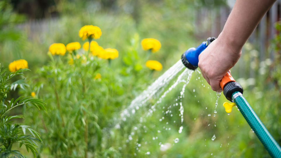 Watering plants with a water hose.