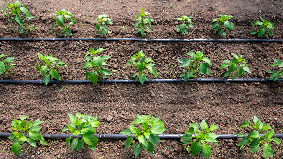 drip-irrigation-watering Drip irrigation for watering roots.