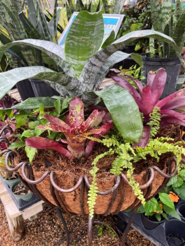 bromeliads bromeliads