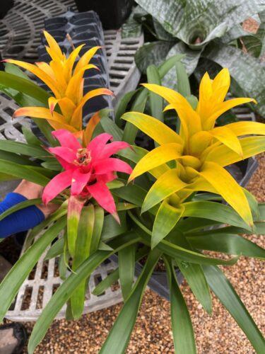 bromeliads bromeliads