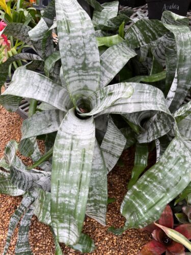 bromeliads bromeliads
