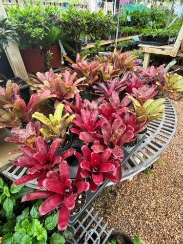 bromeliads bromeliads