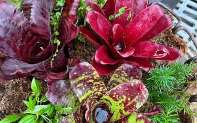 Bromeliads: Try Some Tropical Beauty in Pots!