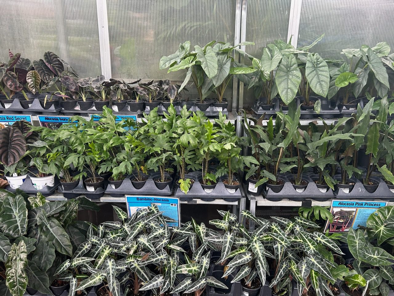 Alocasias Alocasias