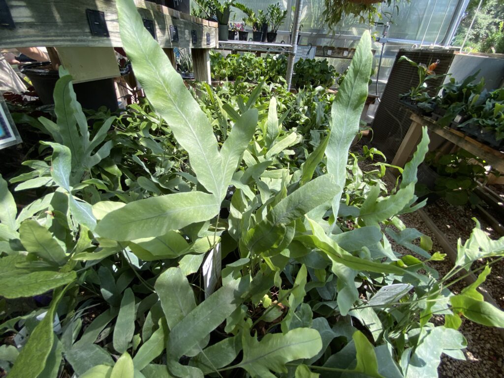 fern Fern