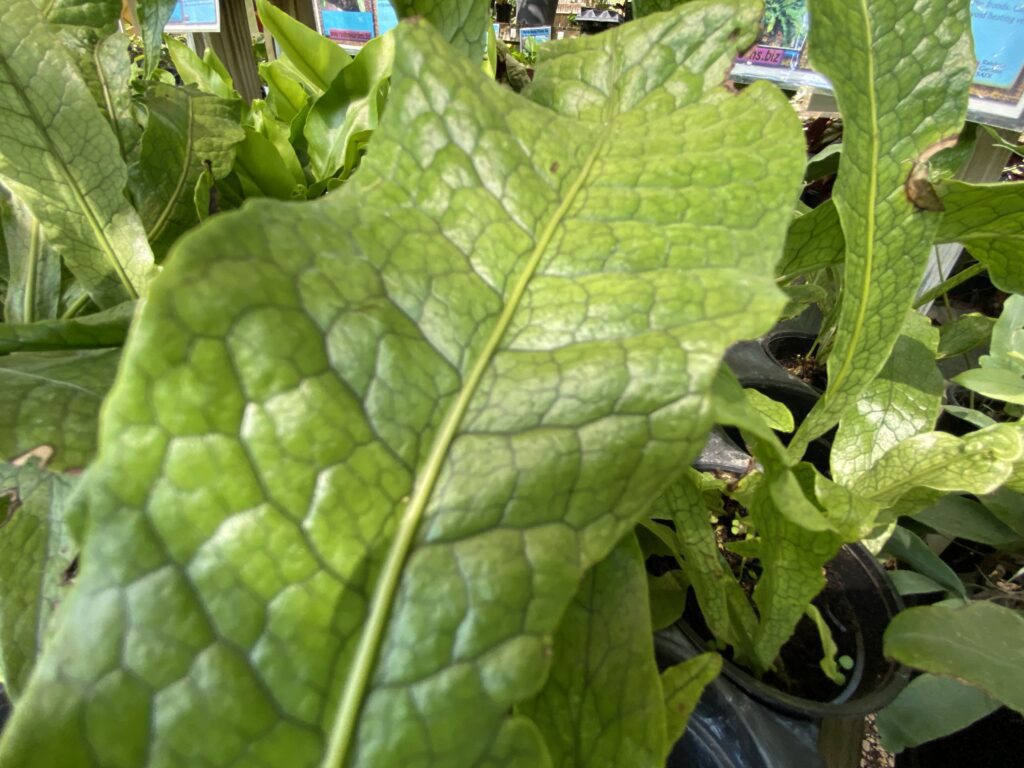 crocodile-fern-houseplants Crocodile fern houseplants