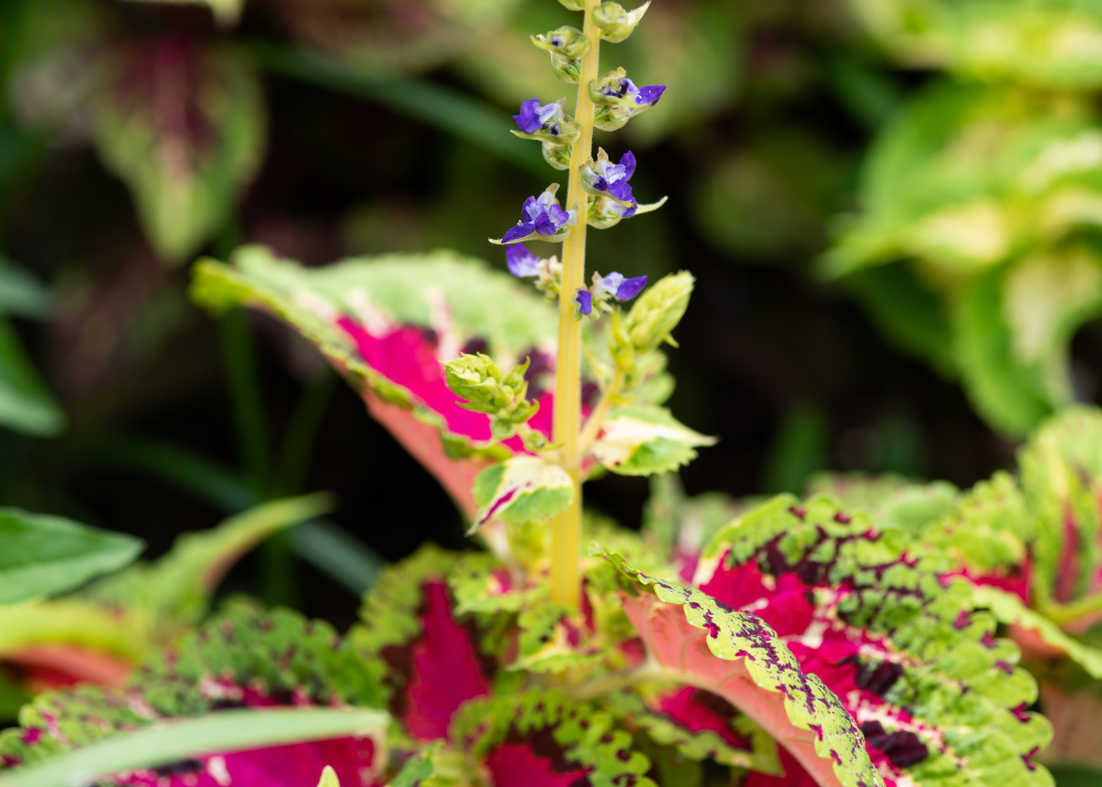 summer-plants-plant-coleus Summer pruning of a plant like coleus keeps it thriving.