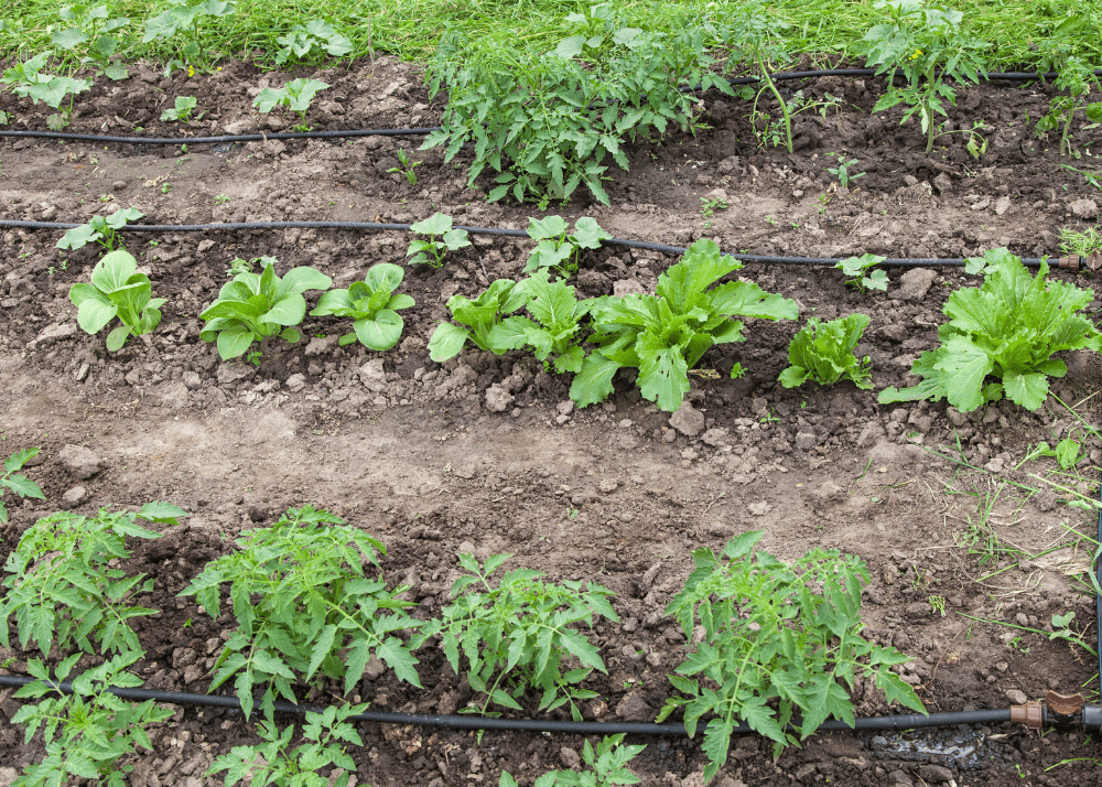 drip-system-watering-plants Drip systems are one of the best ways for watering plants.