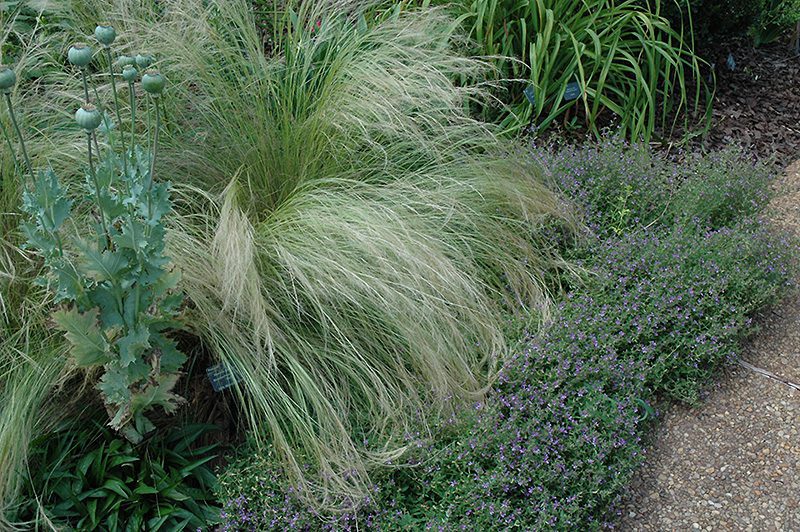 Ornamental Grasses Mexican Feather Grass