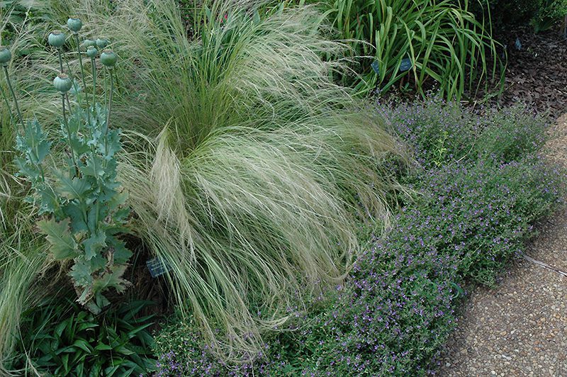 Ornamental-Grasses-Mexican-Feathergrass Ornamental Grasses Mexican Feather Grass