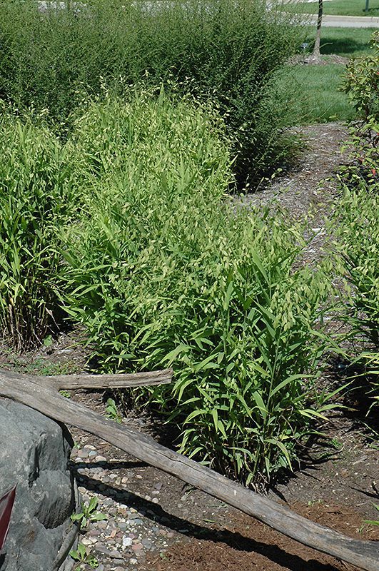 Inland Sea Oats