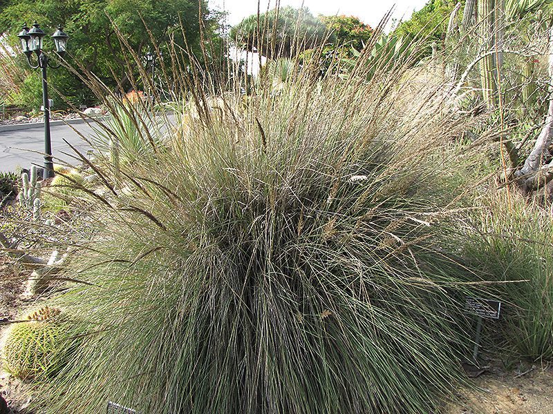 Ornamental-Grasses-Lindheimer's-Muhly Ornamental Grasses Lindheimer's Muhly