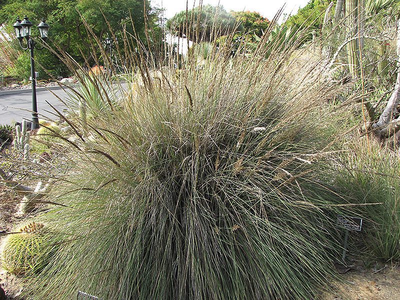 Ornamental Grasses Lindheimer's Muhly