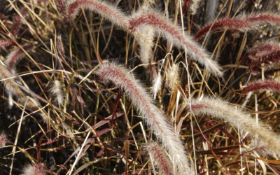 4 Ornamental Grasses to Give a Try this Fall