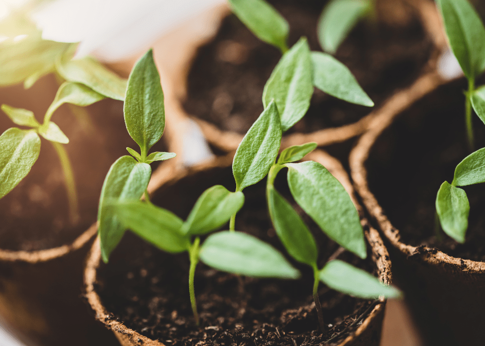 fall-summer-garden-propagating-plants Propagating plants for end of summer, early fall garden.