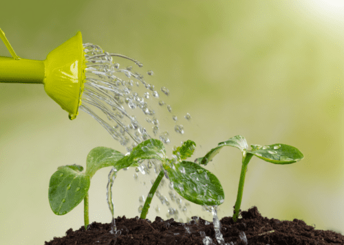 Watering fall and winter veggie transplants