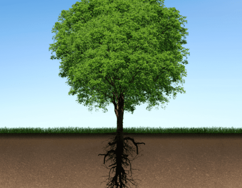 fall-plant-planting Trees are best planted in fall.