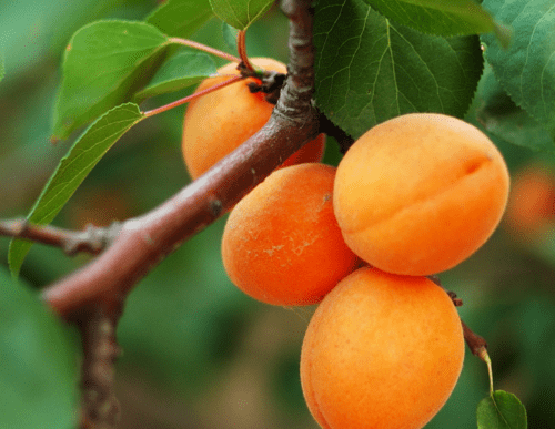 Apricot trees