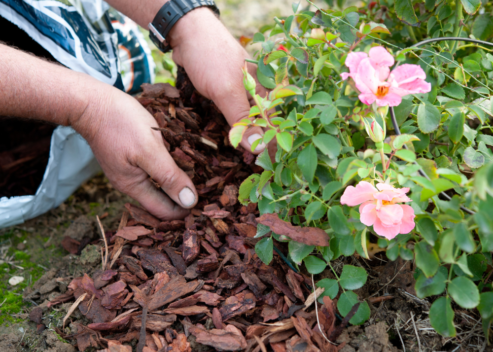 Mulching roses helps deter competitive weeds.