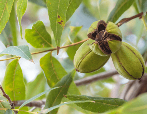 Pecan tree.