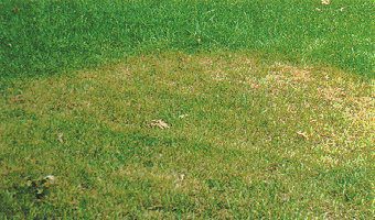 BrownPatch-Cornelledu-problem Brown patch is a fungal problem that generally presents in fall.