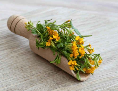 herbs-mexican-mint-marigold
