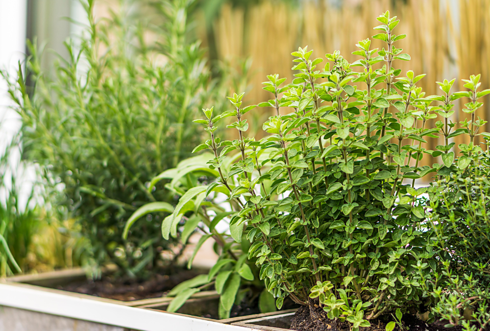 Herbs to plant in fall (recommend planting, recommend using, cooler temperatures) Herbs to plant in fall