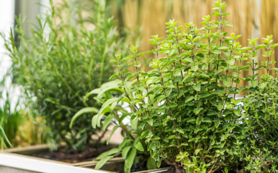 Hey San Antonio, It’s Fall and Time to Plant Perennial Herbs!