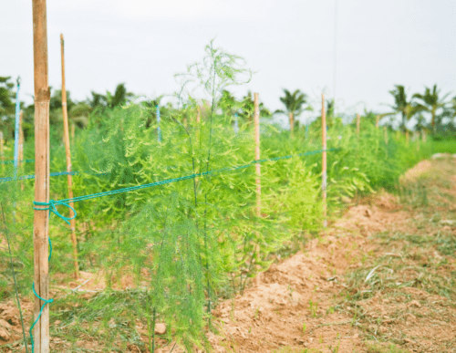 Asparagus in a field