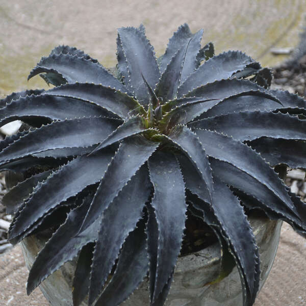 Black-Magic-Mangave Black Magic Mangave