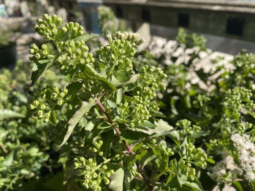 Fragrant White Mistflower about to bloom